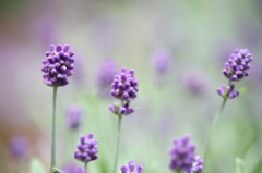 -English lavender-