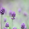 -English lavender-