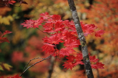 -Red-
