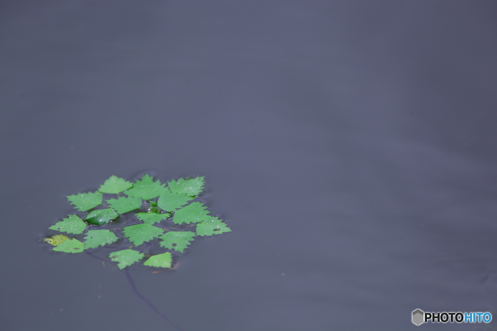 -浮ぐさ-