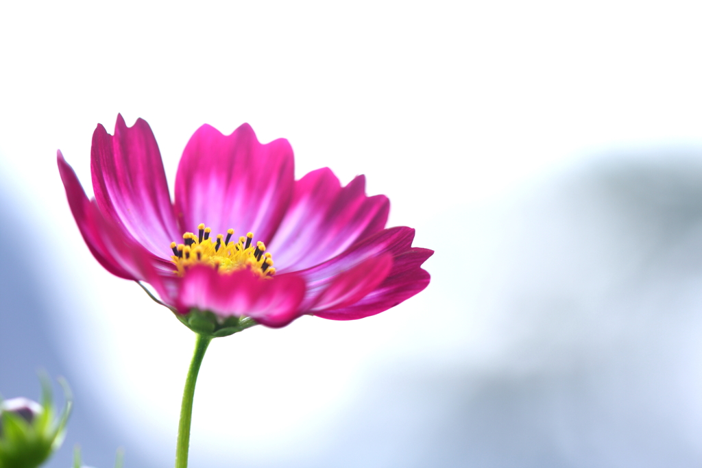 -秋桜-