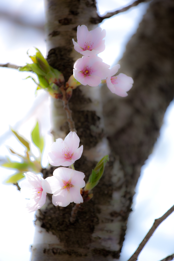 -花時-