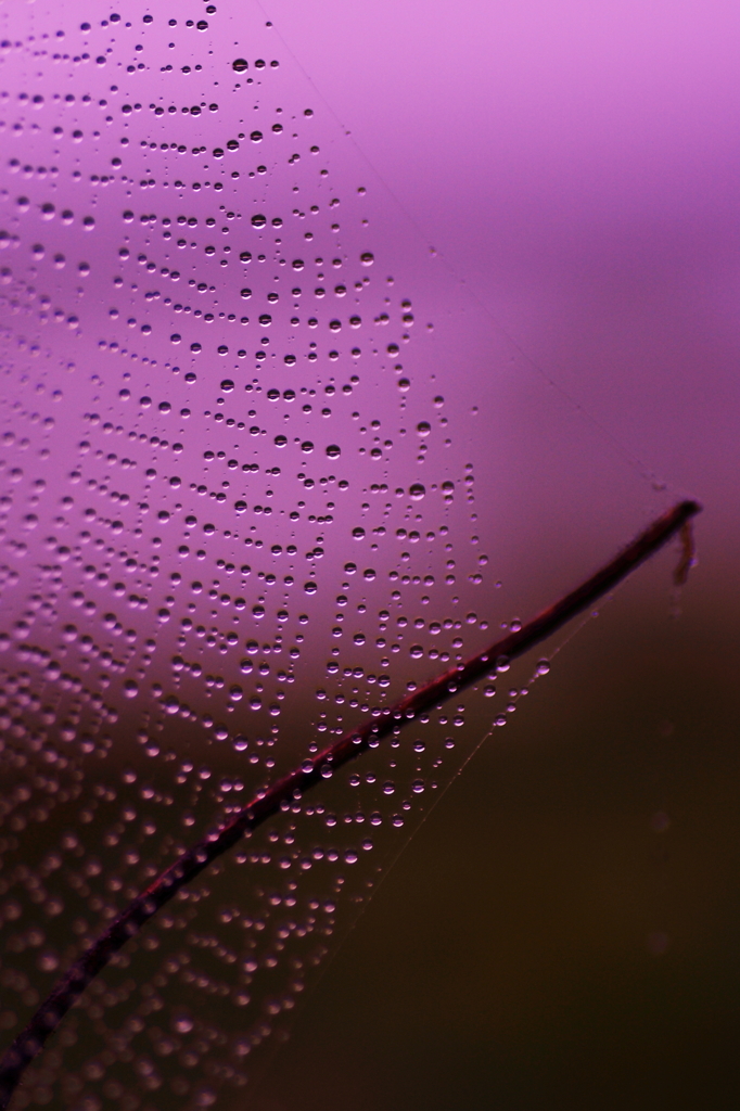 "purple rain"