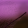 "purple rain"