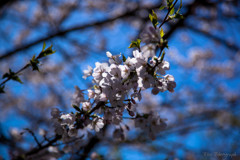 -桜の季節-