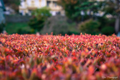 -生け垣紅葉-
