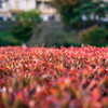 -生け垣紅葉-