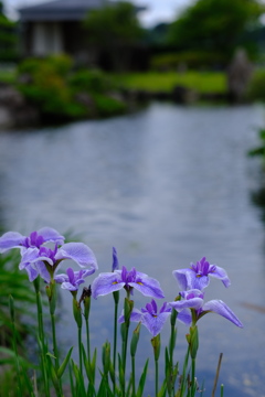 -せせらぎに華を添えて-