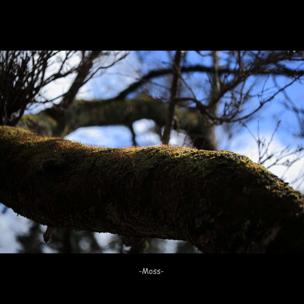 -Moss-