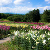 -ゆり園-