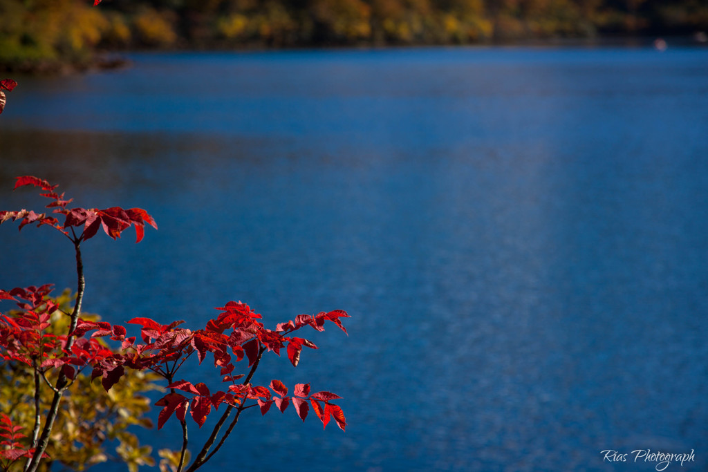 -Lake Sukawa 紅葉-