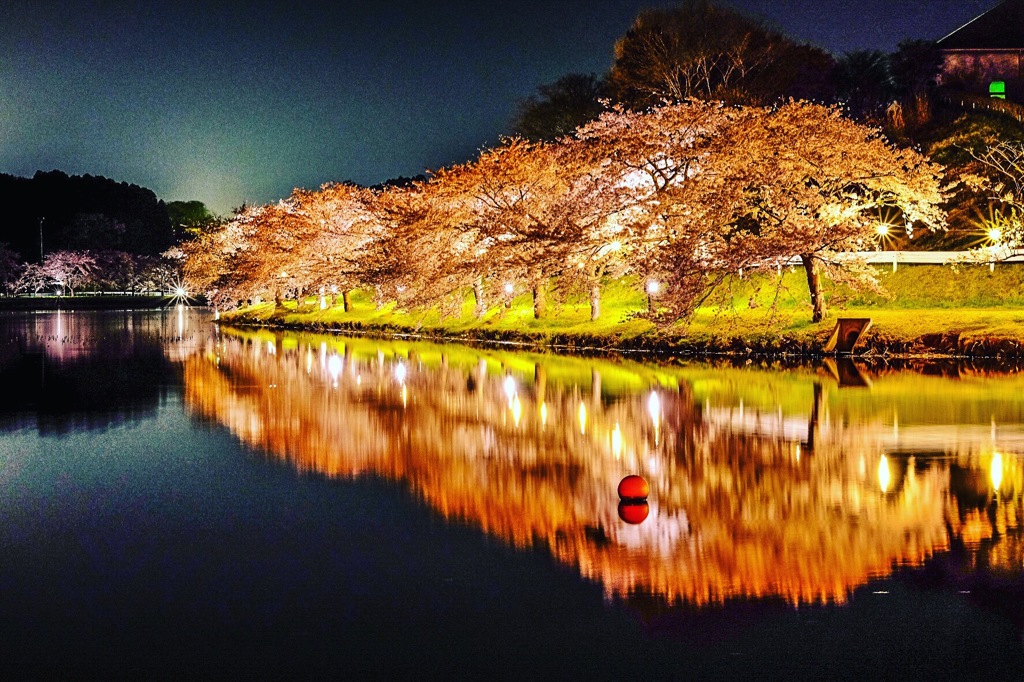 -平成最後の夜桜-