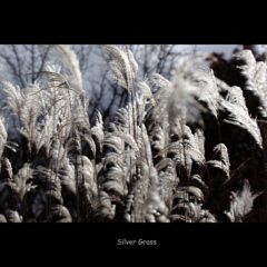 -Silver Grass-