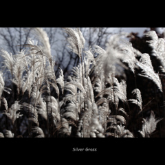 -Silver Grass-