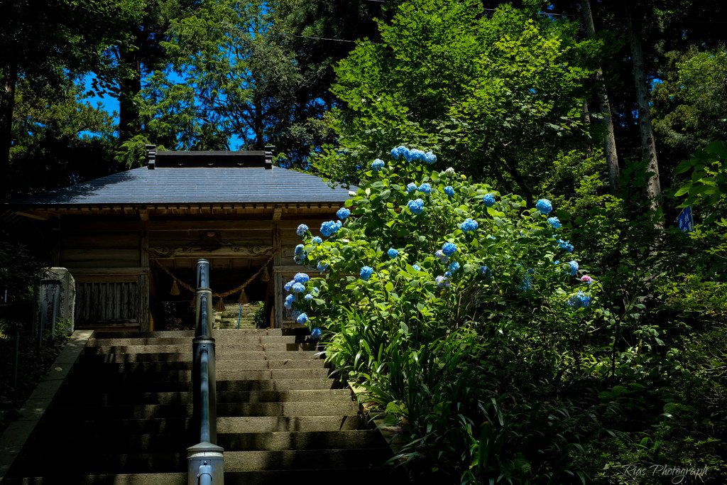 -あじさい寺-