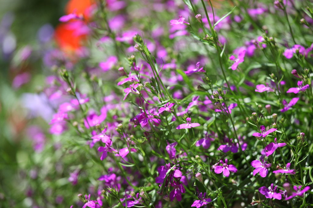 -花-