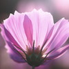 for you !!