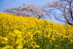 -桜と空と菜の花と-