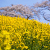 -桜と空と菜の花と-