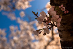 -桜の季節 2nd-