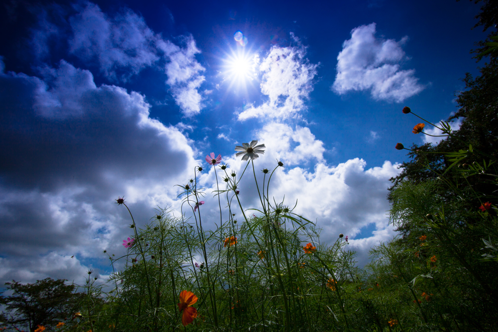 -Sunshine-