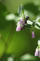 -Comfrey-