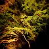 -Light up-