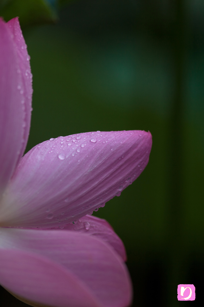 -雨に潤う-