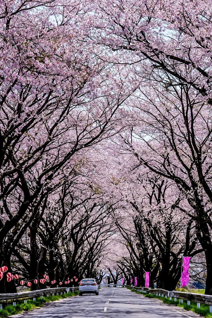 -Sakura Corridor-
