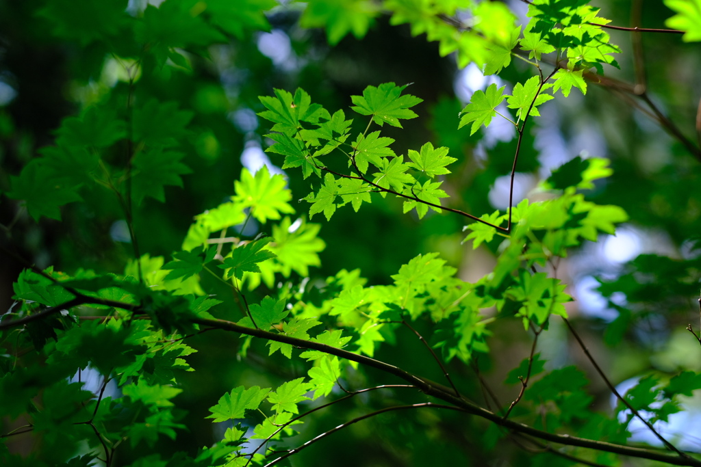 -Green-