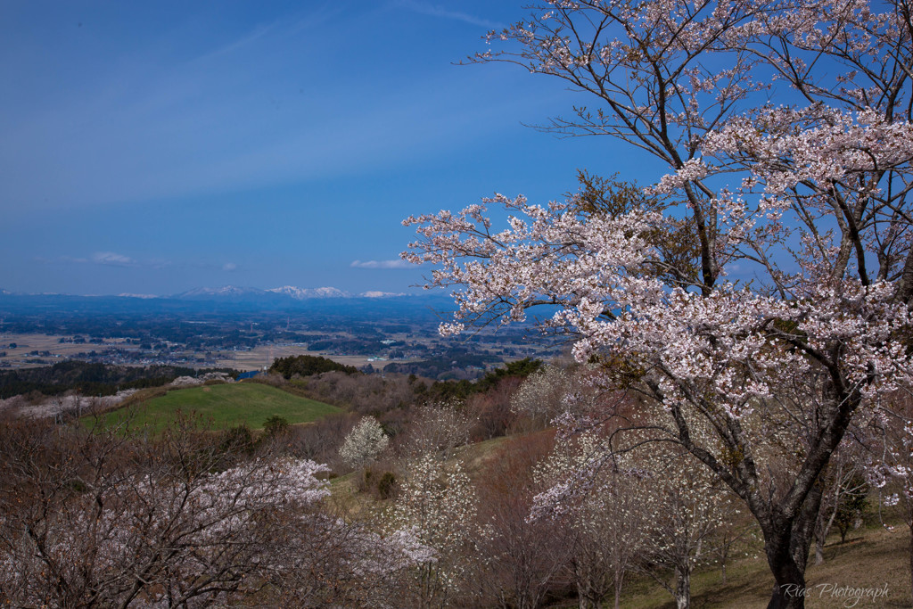 -桜越しの奥羽山脈-