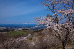 -桜越しの奥羽山脈-