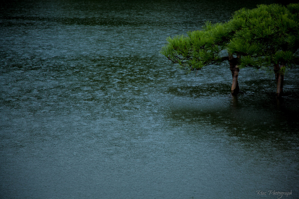 -雨の兼六園-