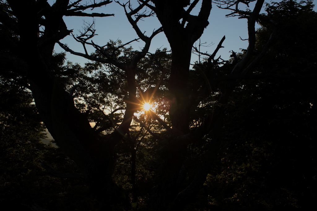 木漏れ夕陽