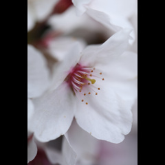 -三日見ぬ間の桜-