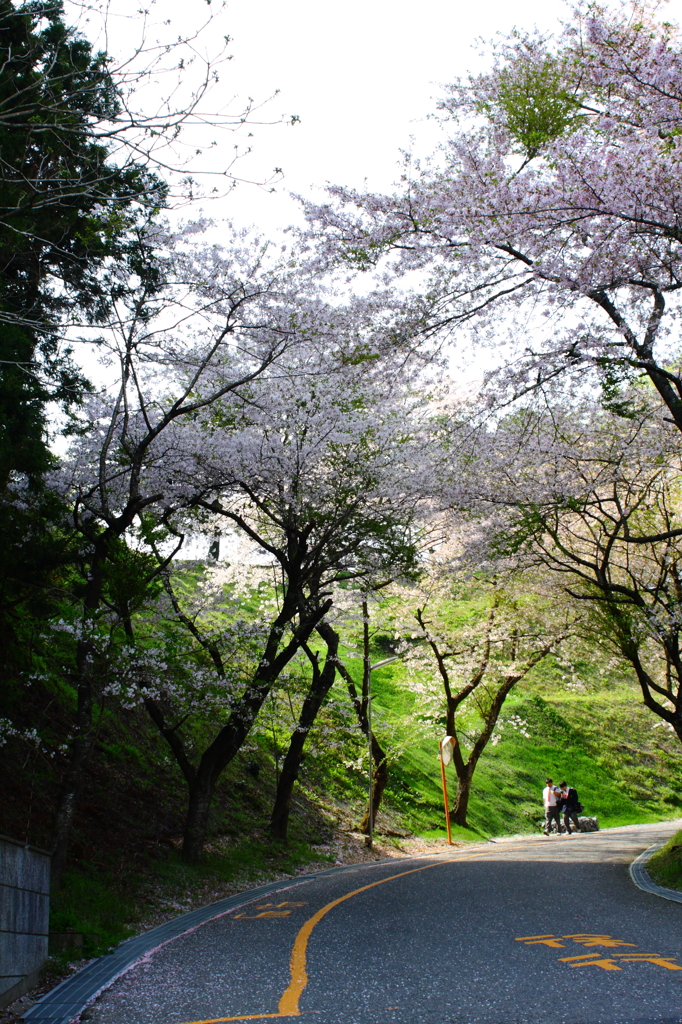 桜坂