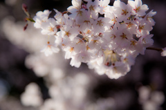 -桜花-