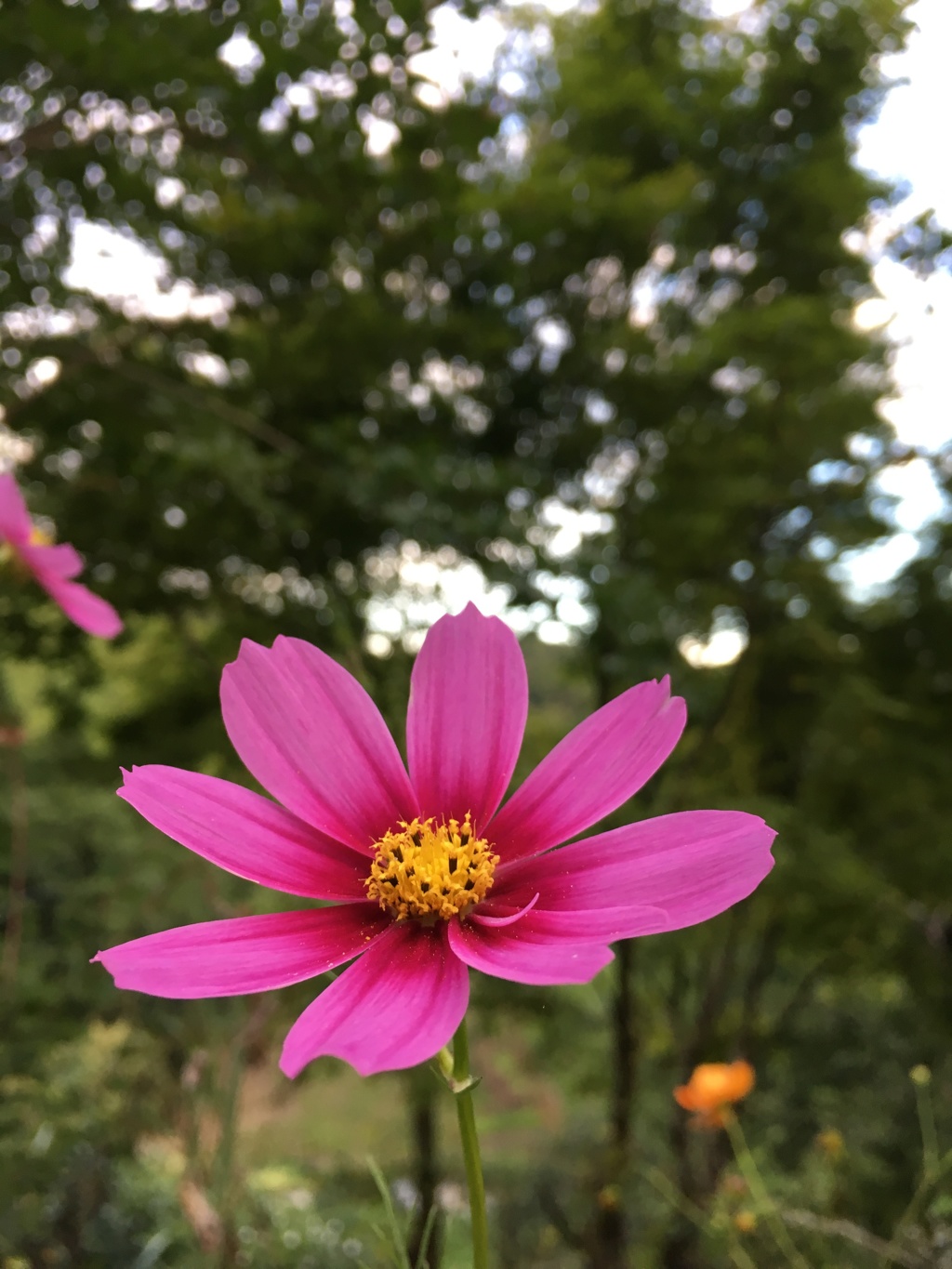 -秋桜-