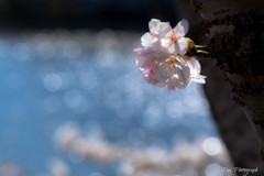 -桜の季節 3rd-