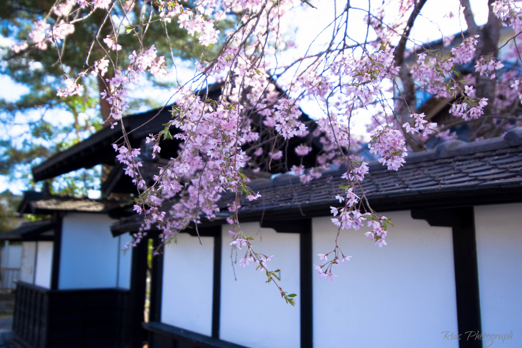 -桜慕情-