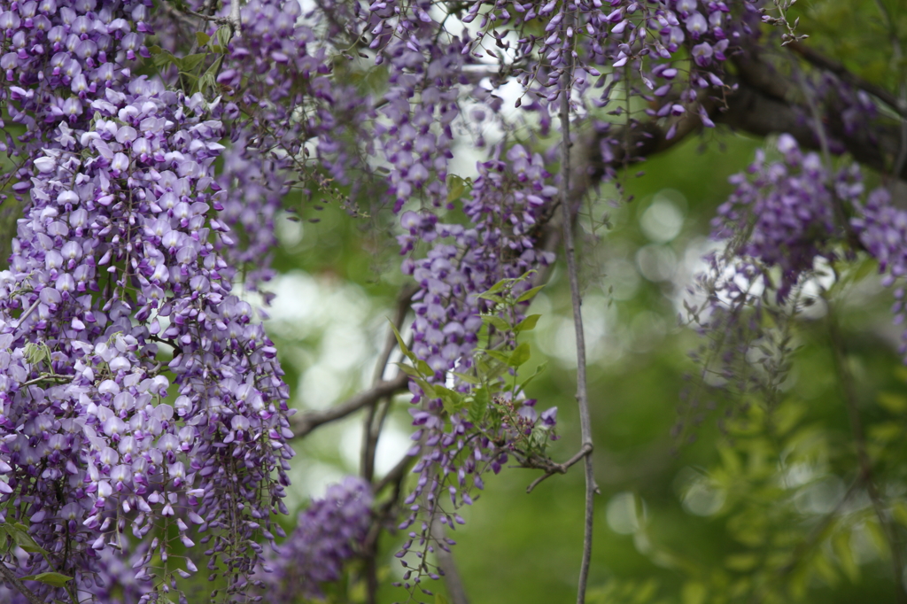 なびく花穂