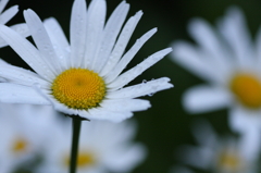 恋占いの花