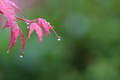 初夏の紅葉