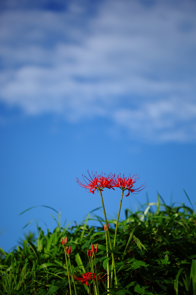 -見上げてごらん♪-