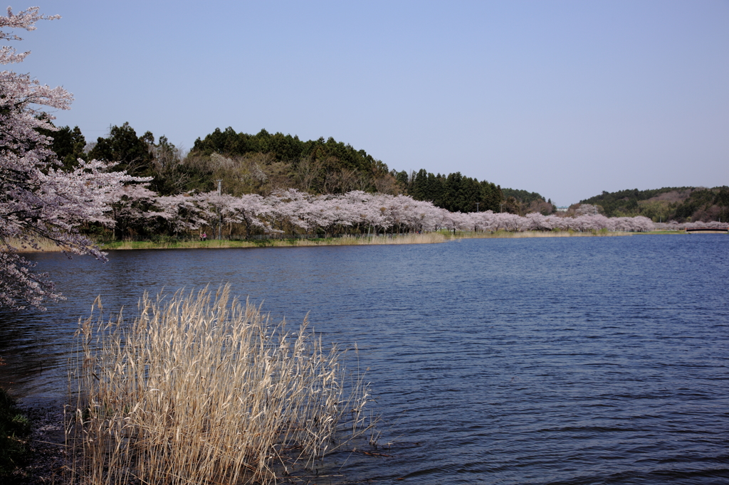 -桜 in みやぎ 2015 ②-