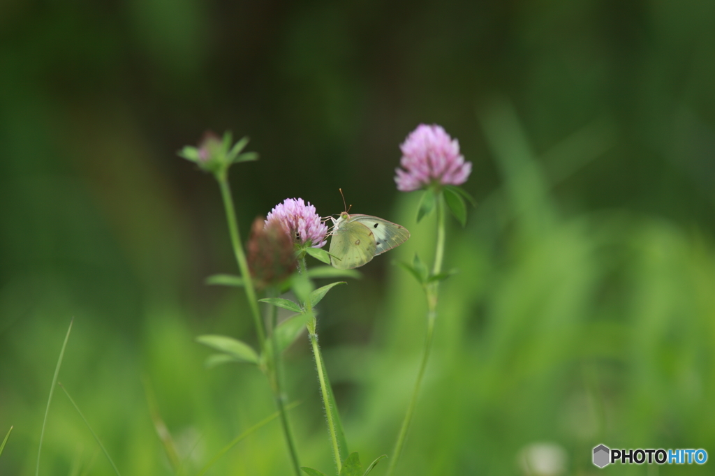 -LONELY BUTTERFLY-