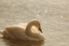 -Lonely Swan-