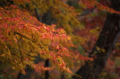 -紅い-