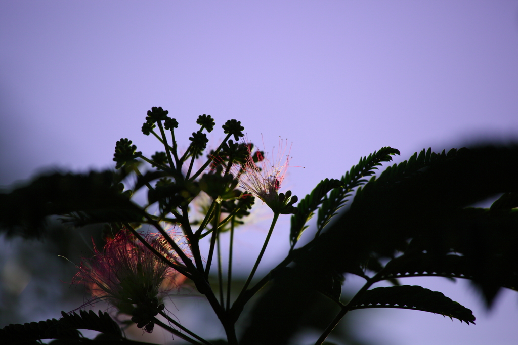-夕涼み-