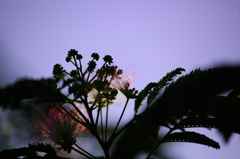 -夕涼み-